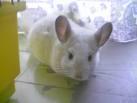gibba
