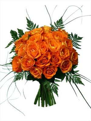 Orange Roses