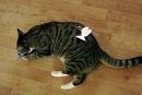 sur minou