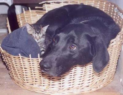 lol kitty and doggy