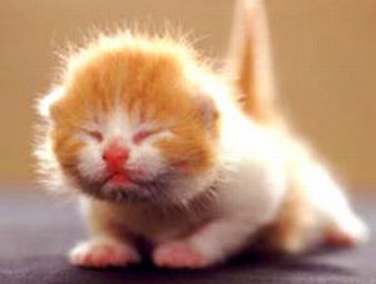 Baby Kitty!