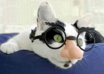 Cat in Disguse