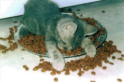 Sleepy Kitty