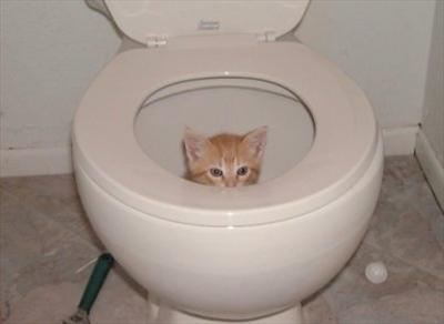 Toilet Cat
