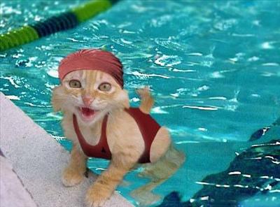 Swimming Cat