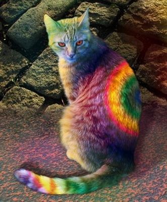 Rainbow Cat