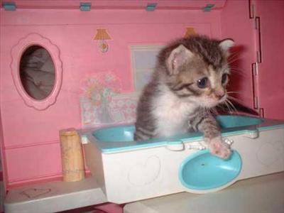 Kitty in Bath