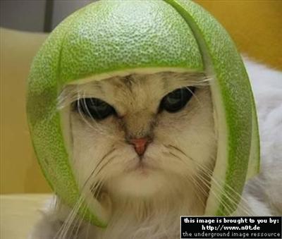Fashion Cat
