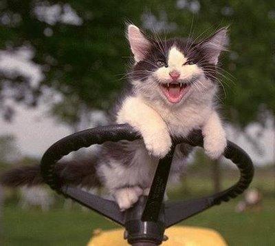 Drivin' Kitty
