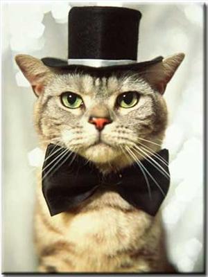 Fancy Cat