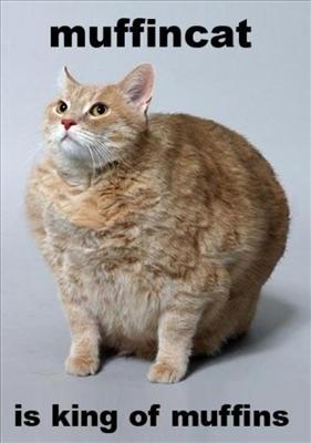 Muffin Cat