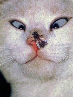Bugzy on my Nozey Cat