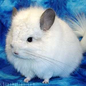 Chinchilla