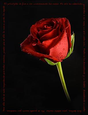 rosa