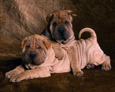 cachorro