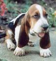 Bassett Hound