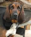 Bloodhound