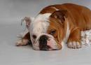 Bull dog