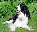 Springer Spaniel