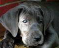 Great Dane