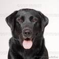 Black Labrador