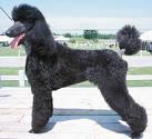 Black Poodle