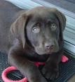 Choclate Labrador