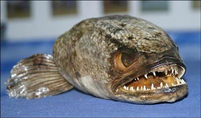 Fishie