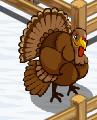 turkey