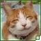 kedi