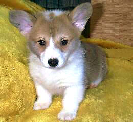 Corgi