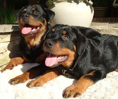 Rottweiler 