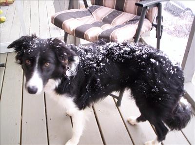 Border Collie
