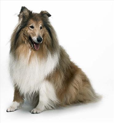 Collie