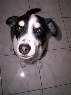 Mix Breed