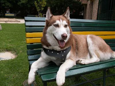 Siberian Husky