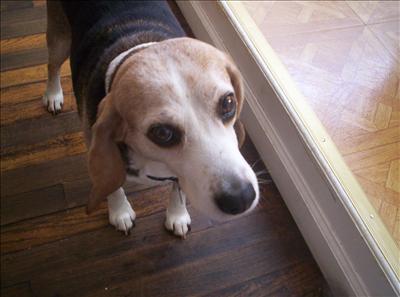 Beagle