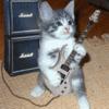 gitarlı kedi