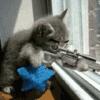 keskin nişancı kedi