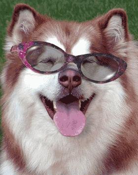 köpek