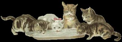 kedi