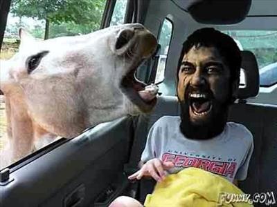 funny pic