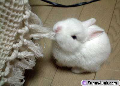 rabbit