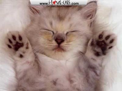 cute cats