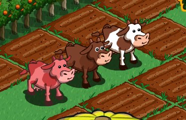 Cows