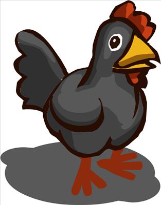 Black chicken