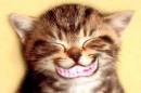 Cat Smile2