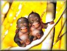 monkey Smile