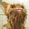 Cat smile
