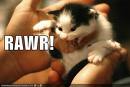 Angry Rawr